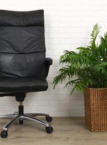 office-armchair-and-houseplant-palm-2023-11-27-05-08-20-utc (1)